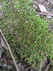 Scleropodium cespitans