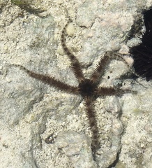 Ophiocoma scolopendrina