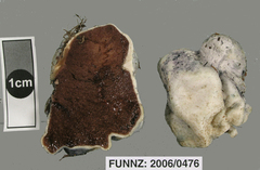 Rossbeevera pachydermis