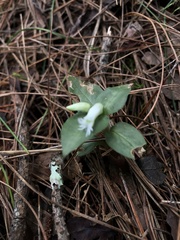 Cheirostylis octodactyla
