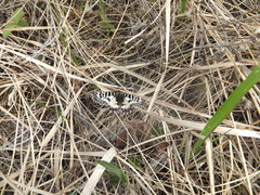 Zerynthia polyxena