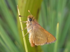 Taractrocera papyria agraulia