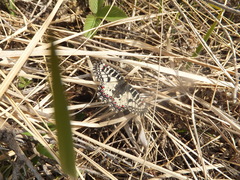 Zerynthia polyxena