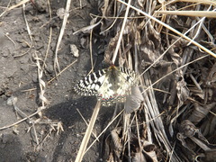 Zerynthia polyxena