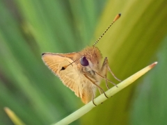 Taractrocera papyria agraulia