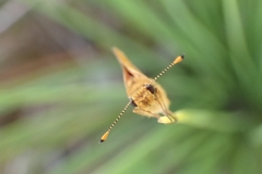 Taractrocera papyria agraulia