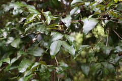 Backhousia leptopetala