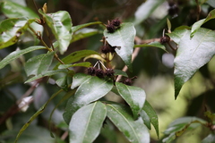 Backhousia leptopetala