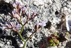 Limonium minutum