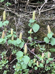 Elsholtzia strobilifera