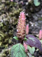 Elsholtzia strobilifera