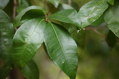 Backhousia leptopetala