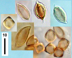 Rossbeevera pachydermis