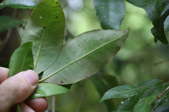 Backhousia leptopetala