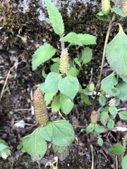 Elsholtzia strobilifera