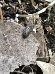 Armadillidium vulgare