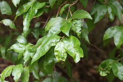 Backhousia leptopetala