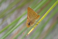 Taractrocera papyria agraulia