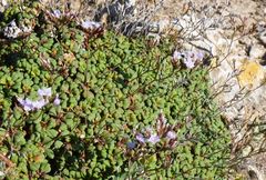 Limonium minutum