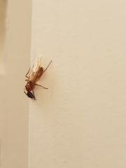 Camponotus