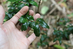 Graptophyllum spinigerum