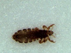 Pediculus humanus