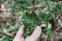 Graptophyllum spinigerum
