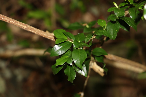 Image of Graptophyllum spinigerum by (c) Greg Tasney, some rights reserved (CC BY-SA)
