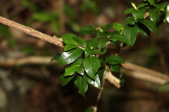 Graptophyllum spinigerum