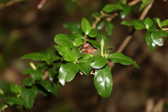 Graptophyllum spinigerum