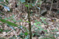 Graptophyllum spinigerum