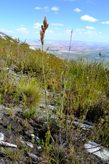 Thamnochortus cinereus