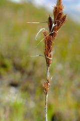 Thamnochortus cinereus