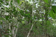 Graptophyllum spinigerum