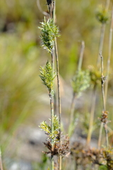 Thamnochortus cinereus