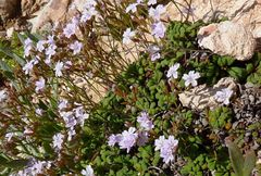 Limonium minutum