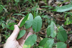 Melodinus acutiflorus