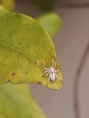Arachosia praesignis