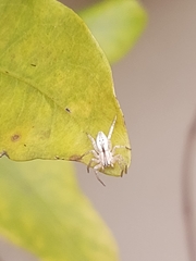 Arachosia praesignis
