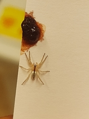 Arachosia praesignis