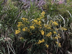 Senecio scandens incisus