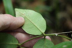 Melodinus acutiflorus