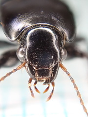 Harpalus serripes