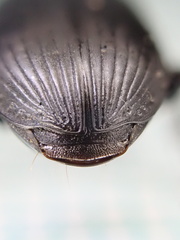 Harpalus serripes