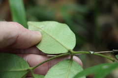 Melodinus acutiflorus