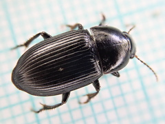 Harpalus serripes