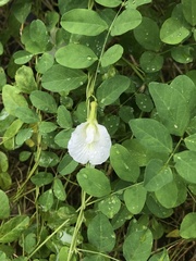 Clitoria ternatea albiflora