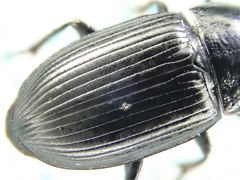 Harpalus serripes