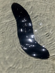 Holothuria leucospilota