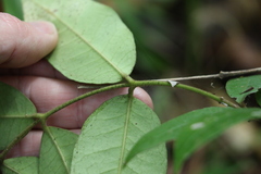 Melodinus acutiflorus